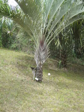 Image of butterfly palm