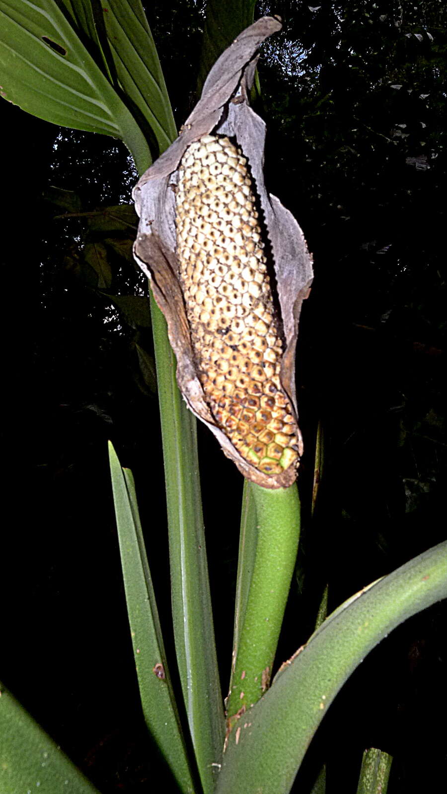 Monstera adansonii Schott resmi