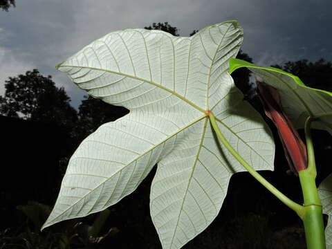 Cecropia insignis Liebm.的圖片