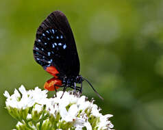 Слика од Eumaeus atala (Poey 1832)