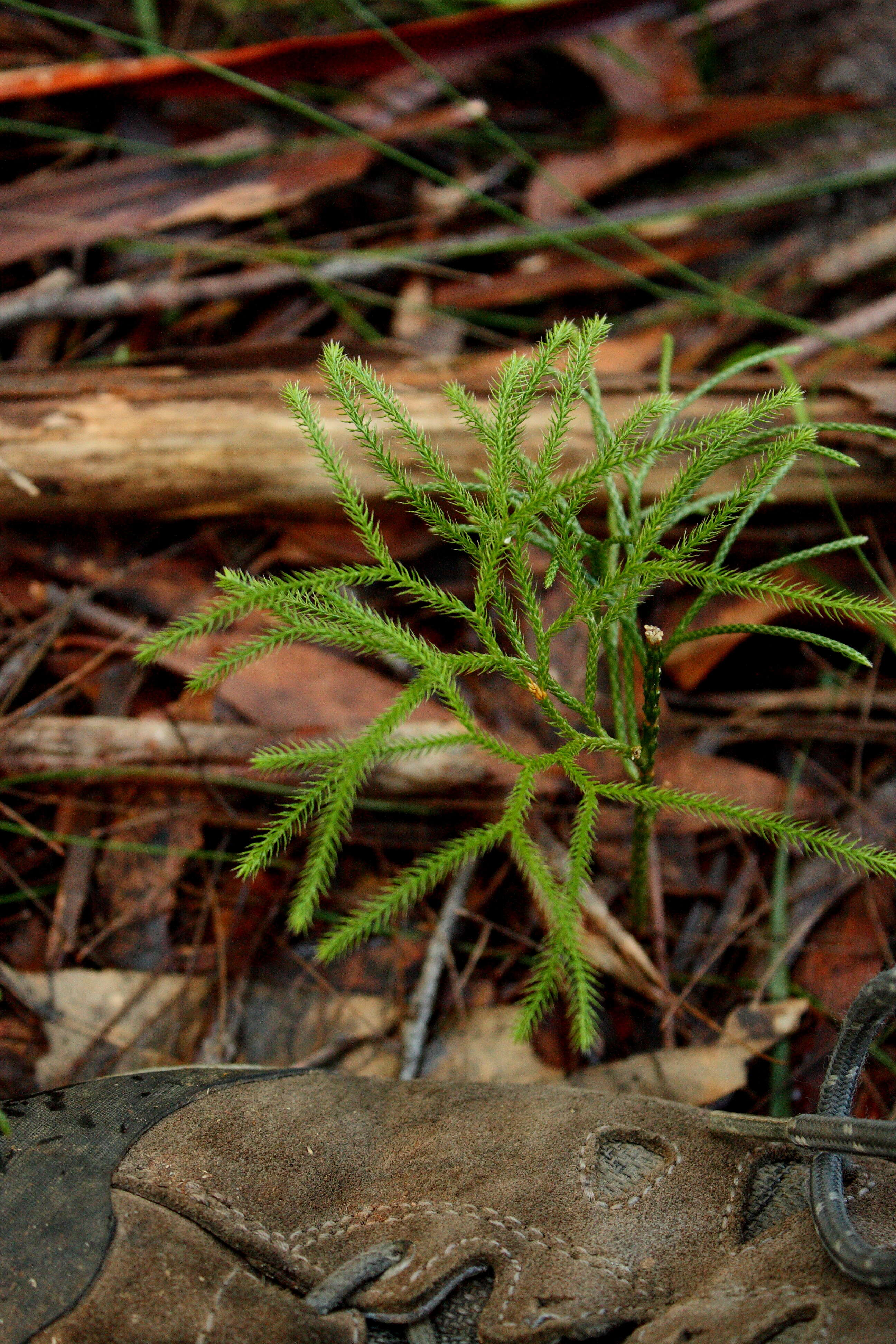 Imagem de Pseudolycopodium