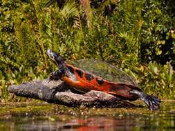 Image of Florida Red-bellied Cooter