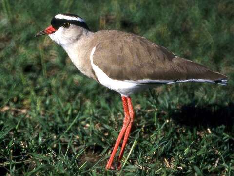 Image of Crowned Lapwing