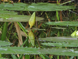 Image of Dotleaf waterlily