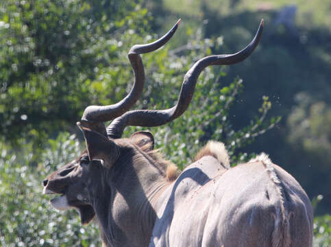 Image of Spiral-horned Antelope