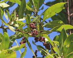 Image of mangrove