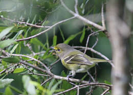 Image of Vireo Vieillot 1808