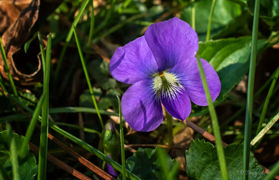 Image of common blue violet