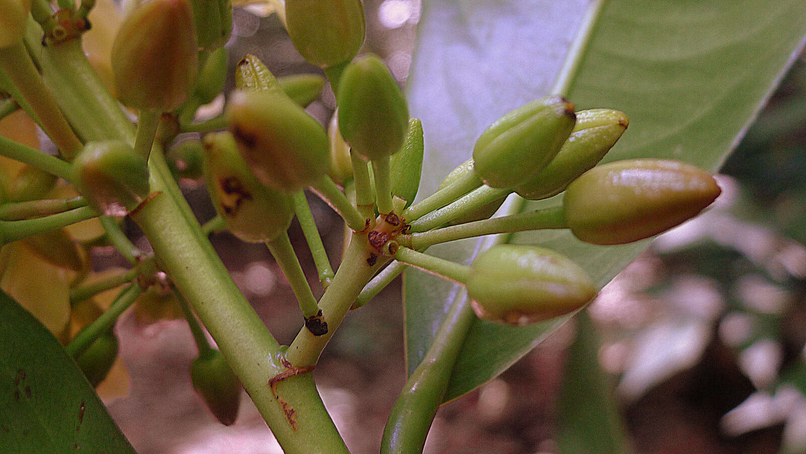 صورة Ouratea gigantophylla (Erhard) Engl.