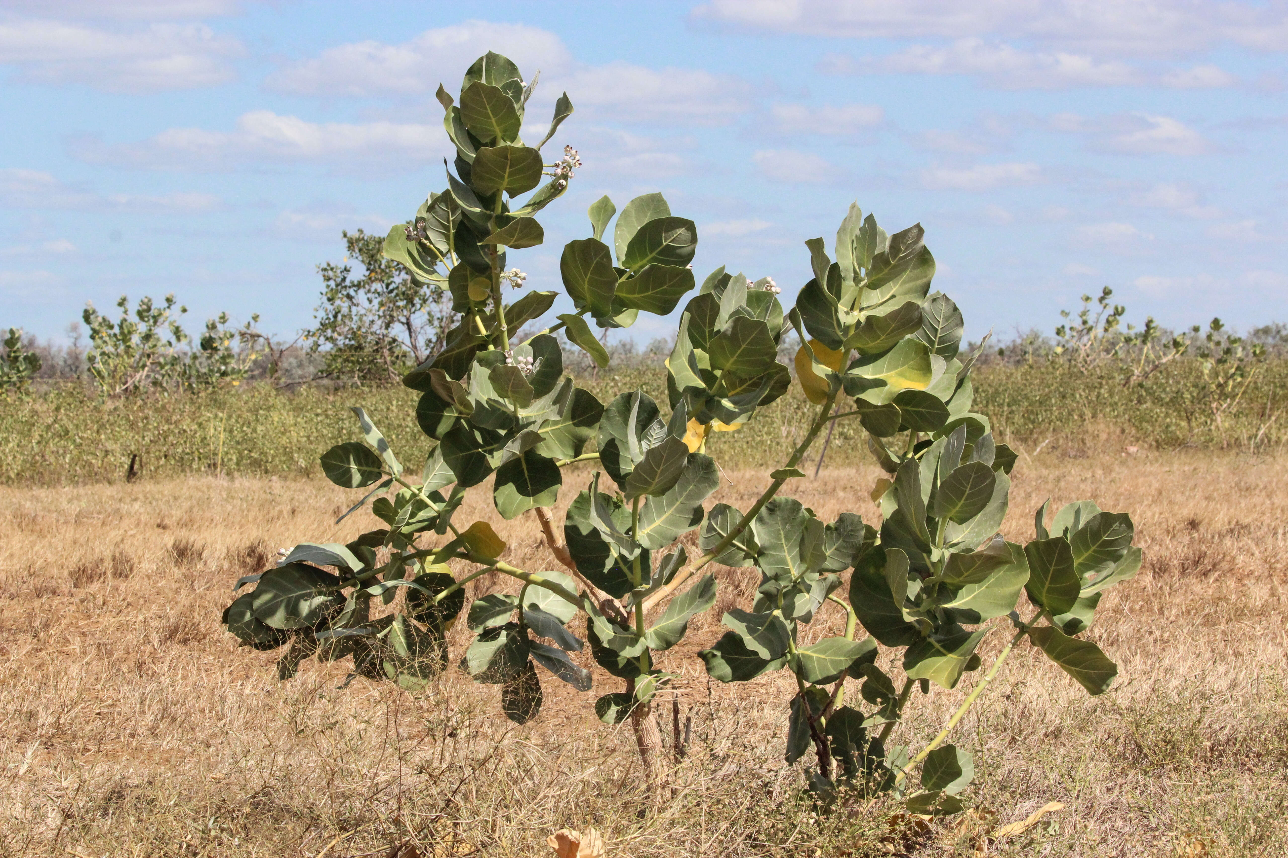 Image of calotropis