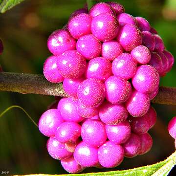 Image of American beautyberry