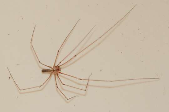 Imagem de Pholcus phalangioides (Fuesslin 1775)