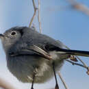 Image of Cuban Gnatcatcher