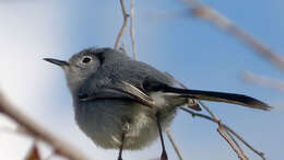 Image of gnatcatchers