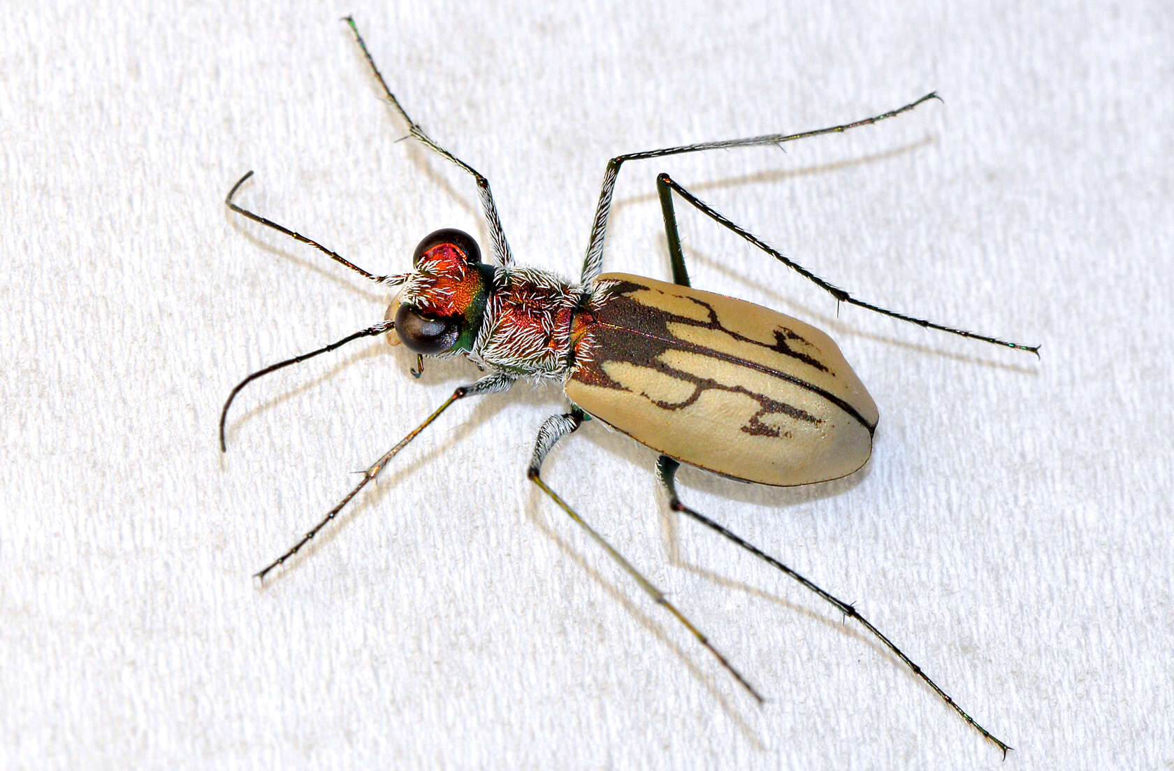 Image of Rivacindela