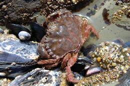 Image of crab