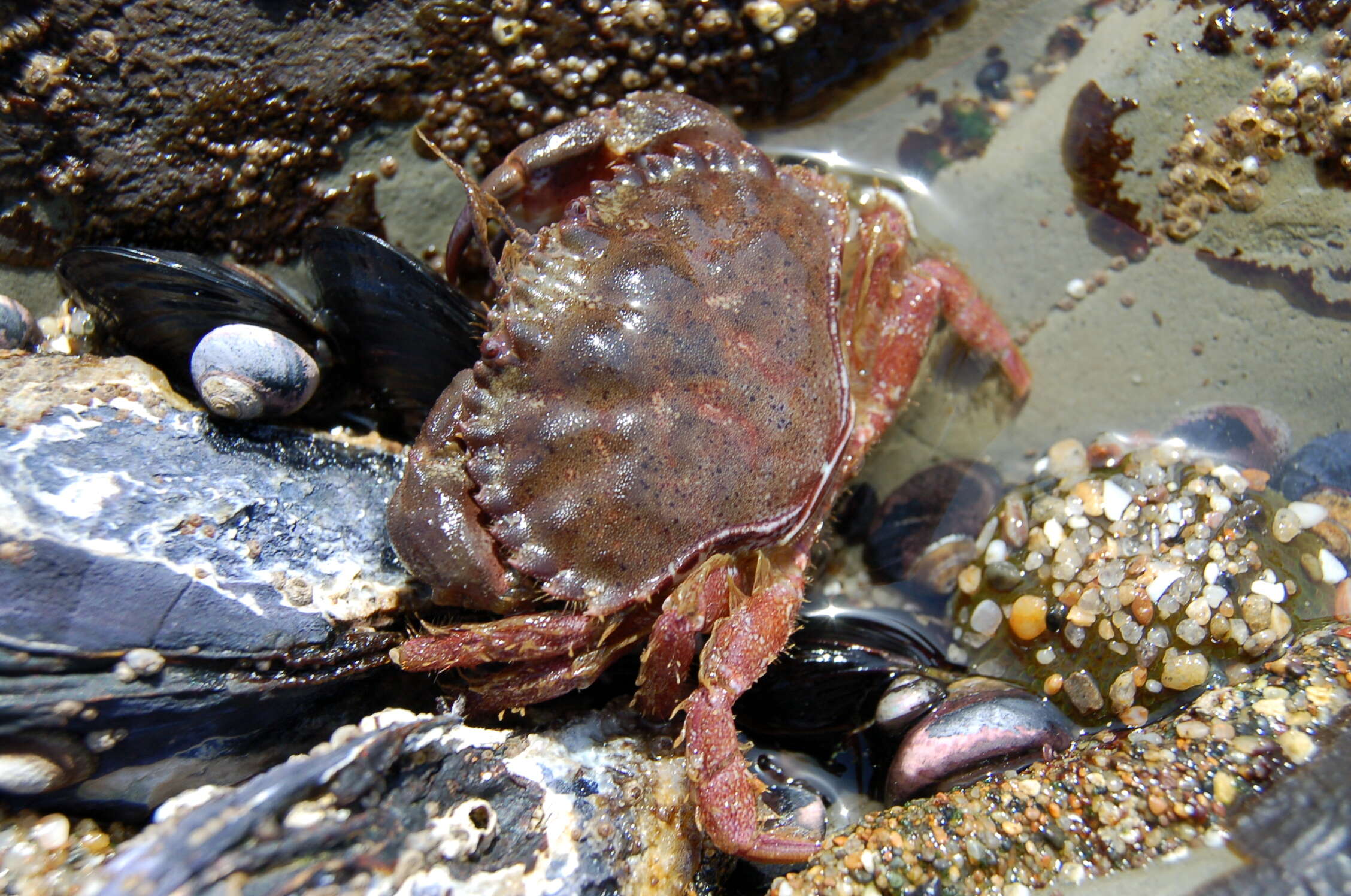 Image of crab