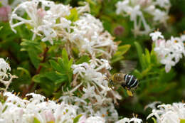 Image of Anthophorine Bees