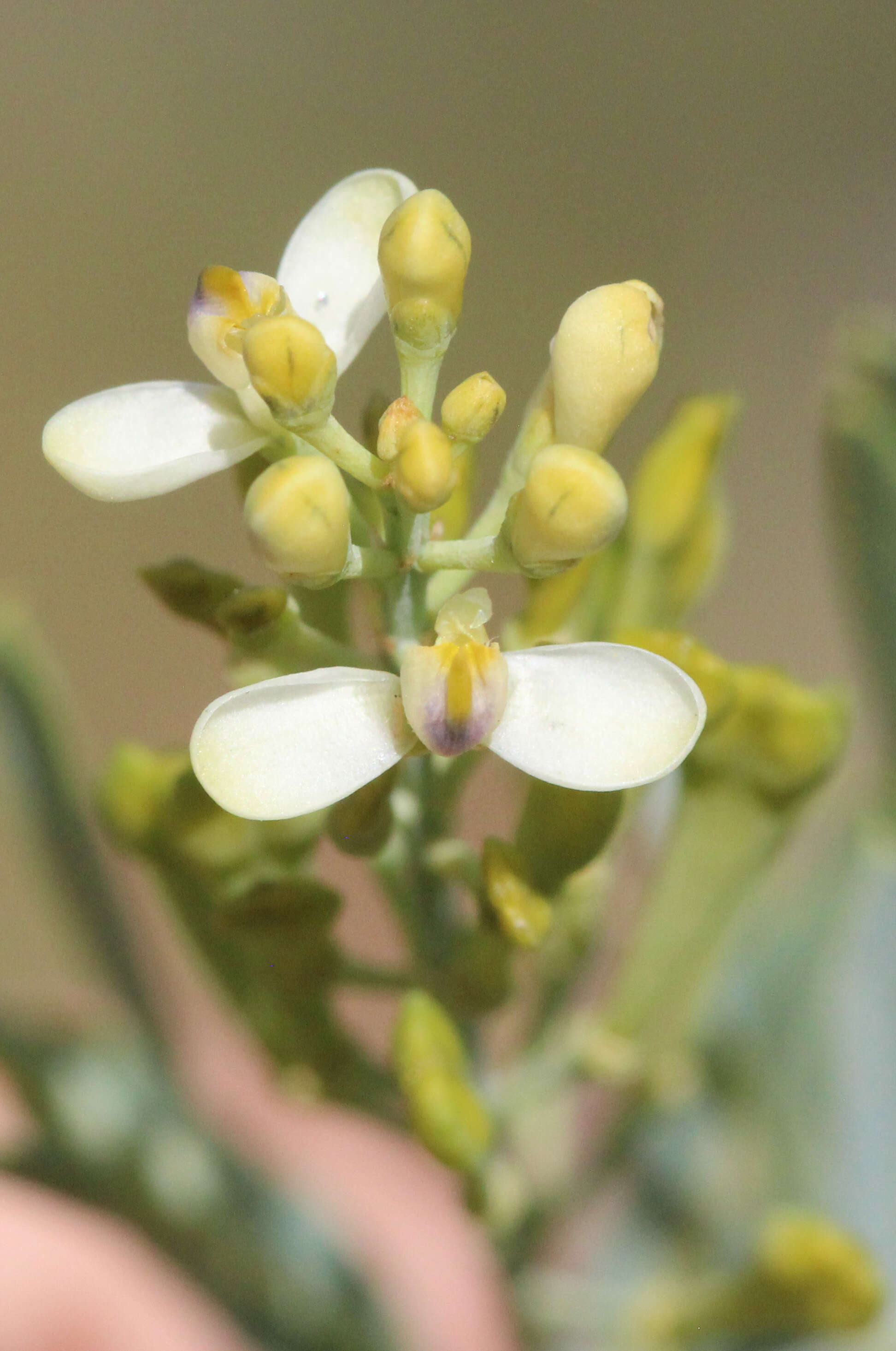 Image of Comesperma pallidum L. Pedley