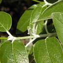 Image of Andean sage