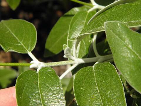 Imagem de Salvia discolor Kunth