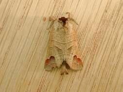 Clostera curtula Linnaeus 1758的圖片