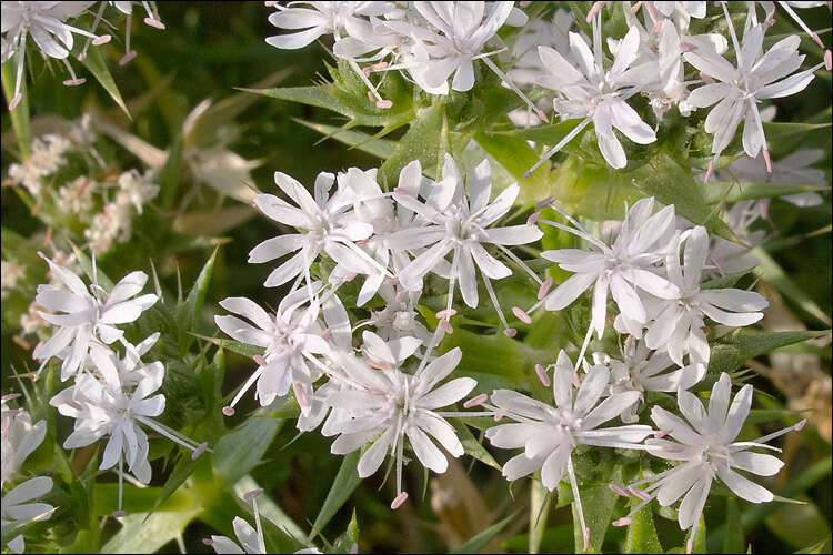 صورة Drypis spinosa subsp. jacquiniana Wettst. & Murb.