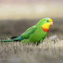 Image of Barraband Parakeet