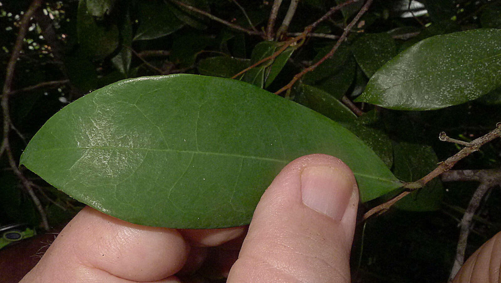 Image of Xylopia ochrantha Mart.