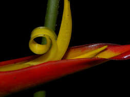 Image of wild plantain