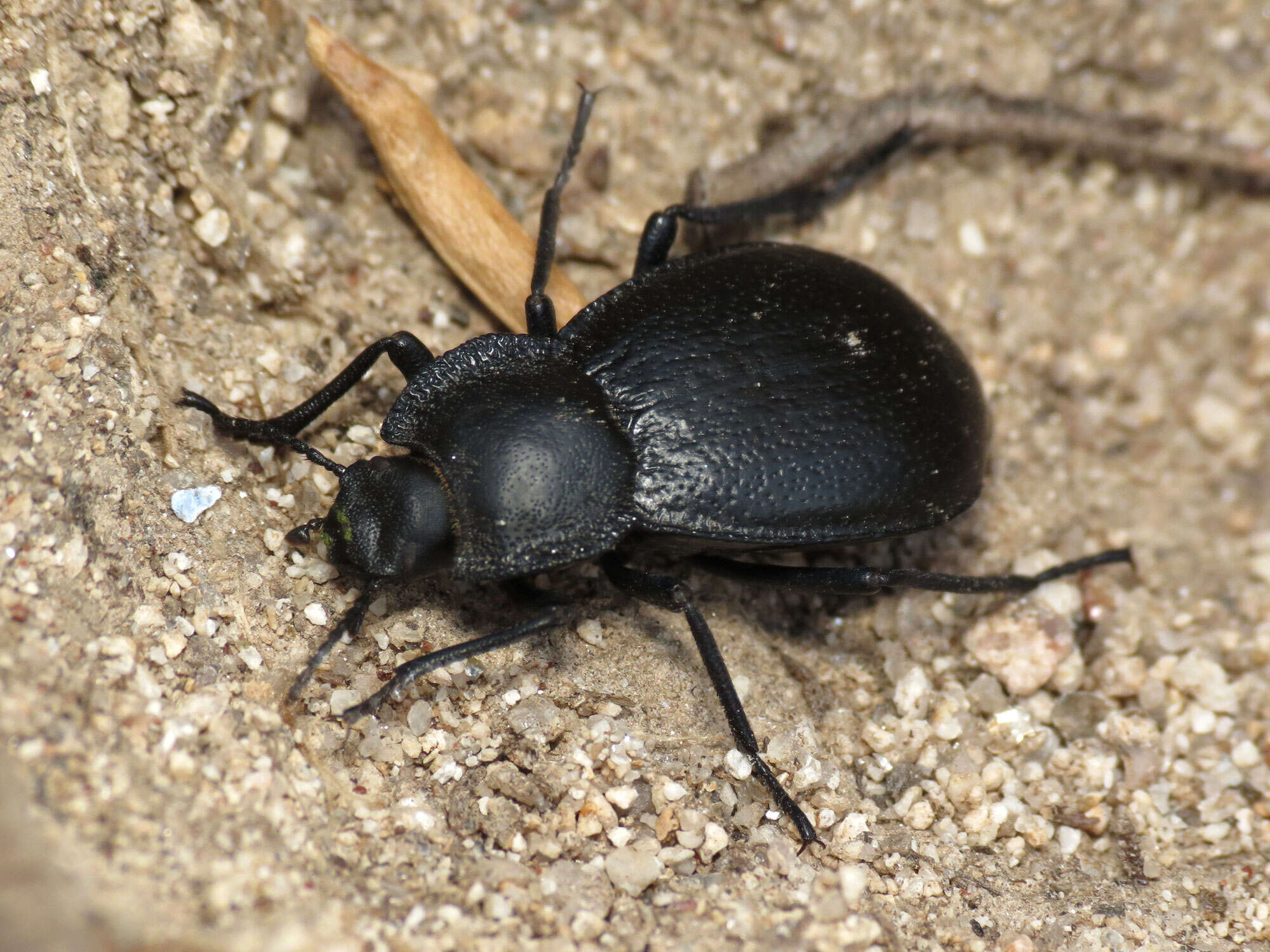 Image of Stenomorpha subgen. Stenomorpha Solier 1836