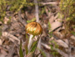 Image of Coronidium oxylepis (F. Müll.) Paul G. Wilson