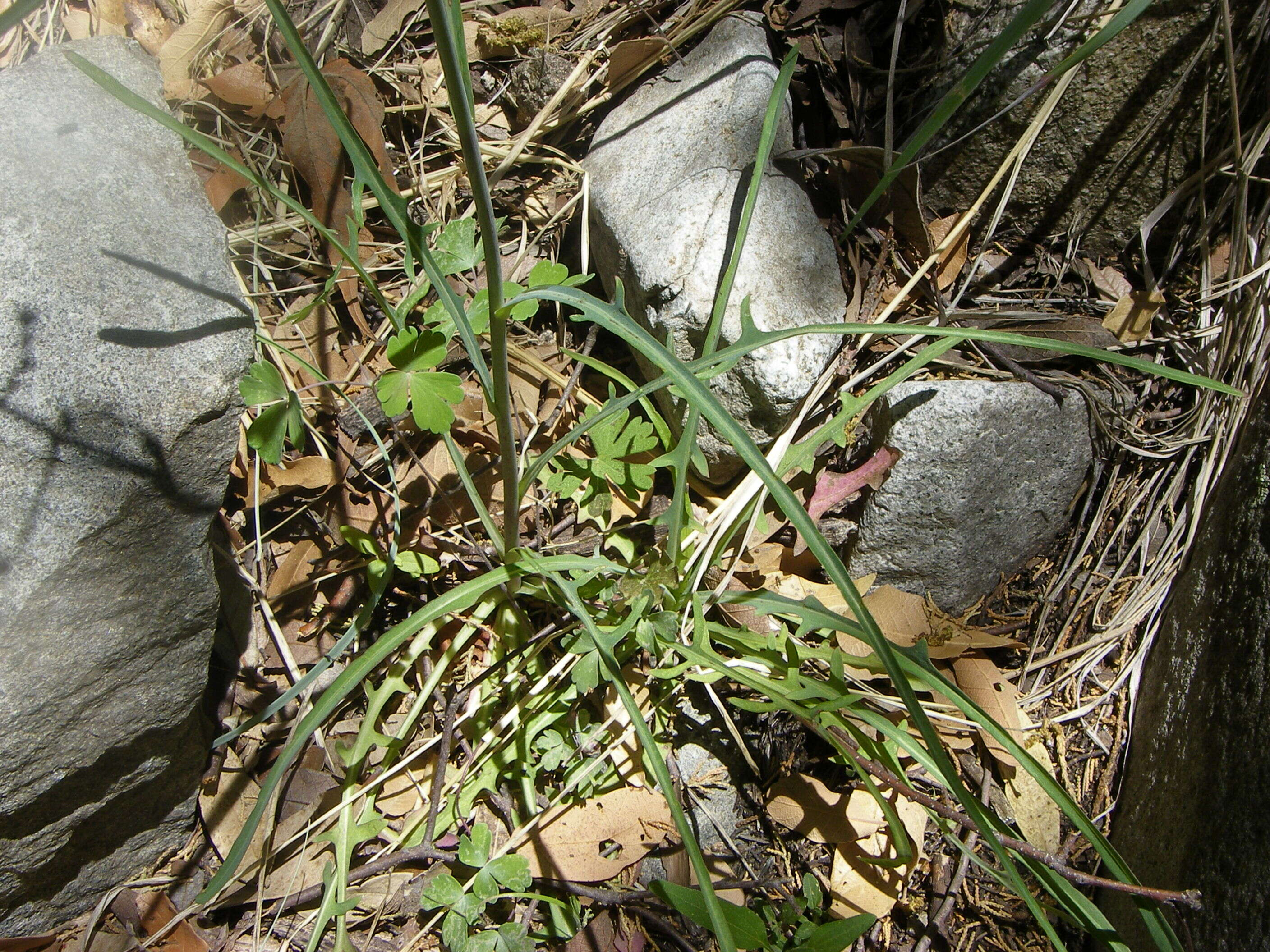 Image of blue lettuce