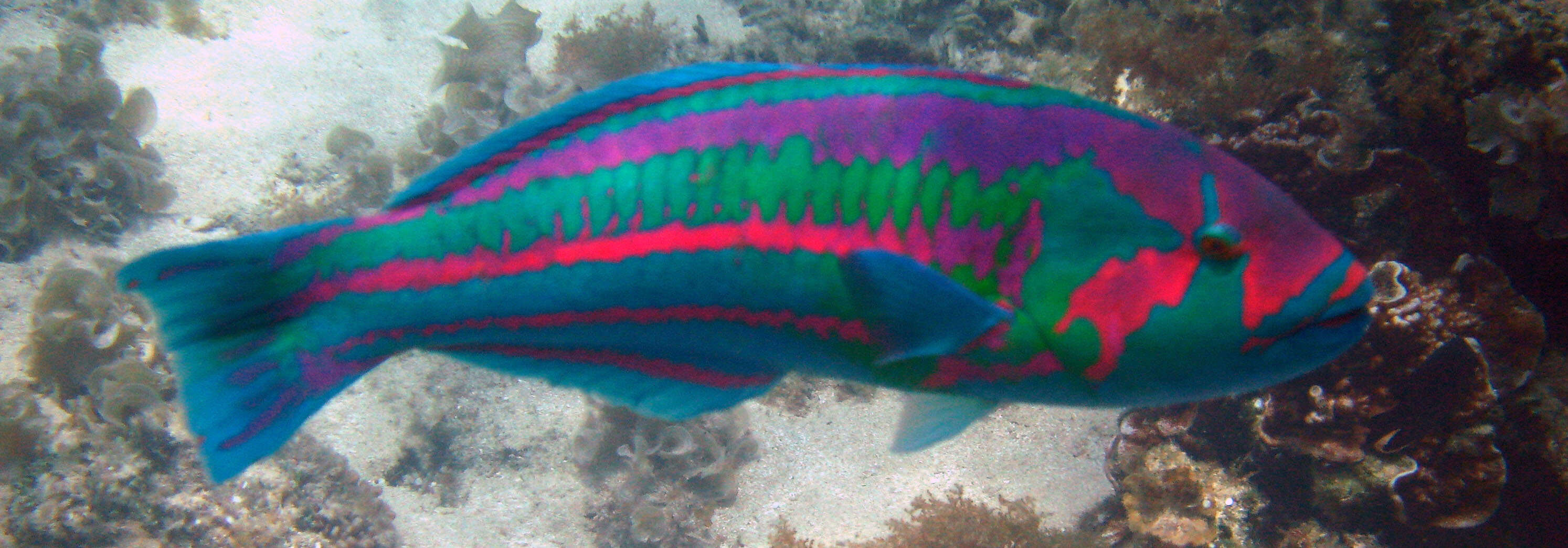 Image of Parrotfish