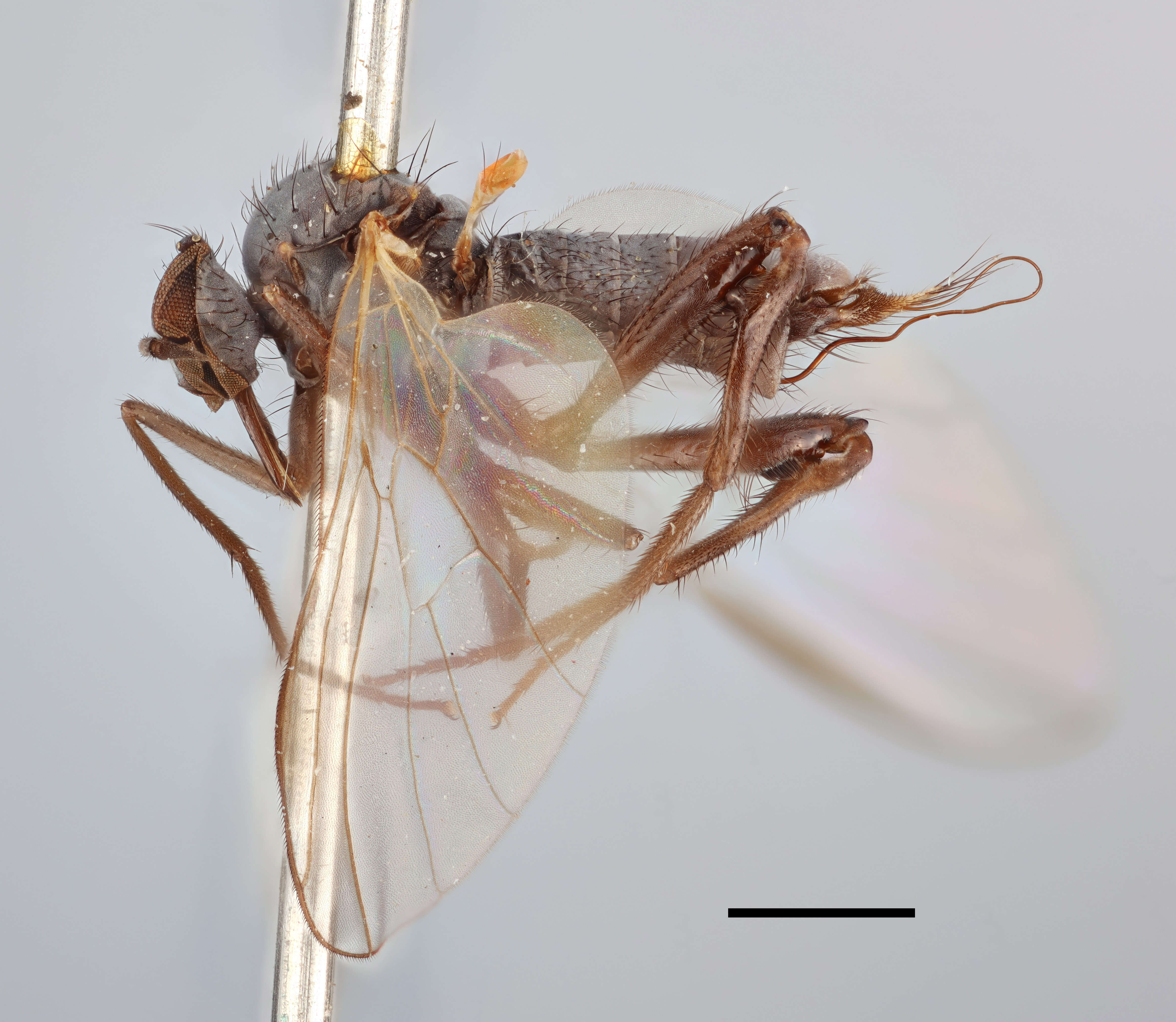 Image of Rhamphomyia transversipyga Frey 1950