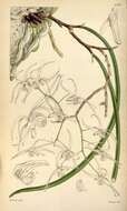 Image of Dendrobium teretifolium R. Br.