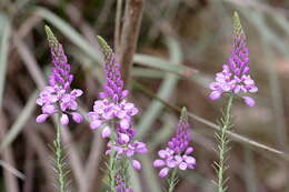 Image of milkwort