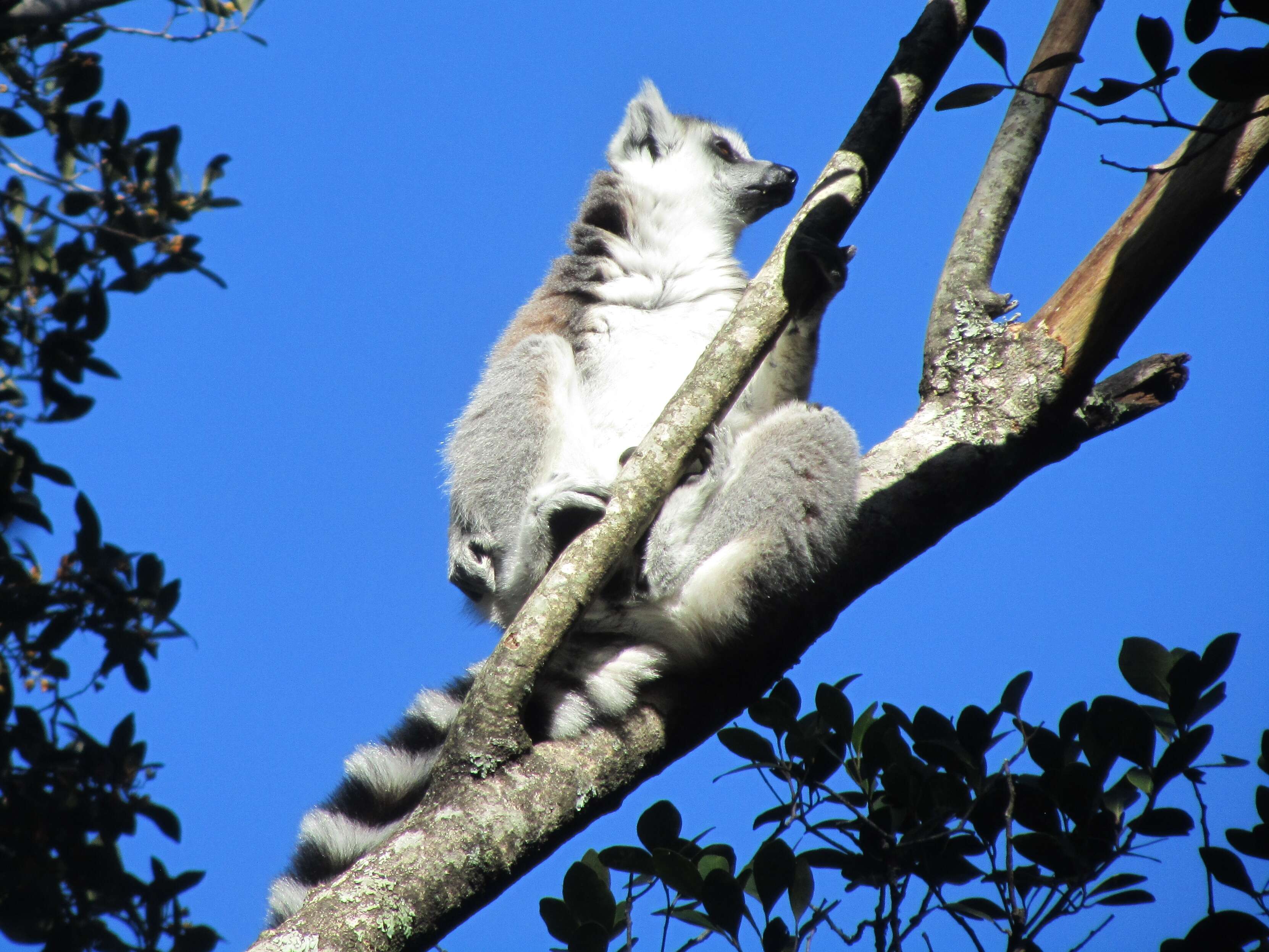 Image of Lemur Linnaeus 1758