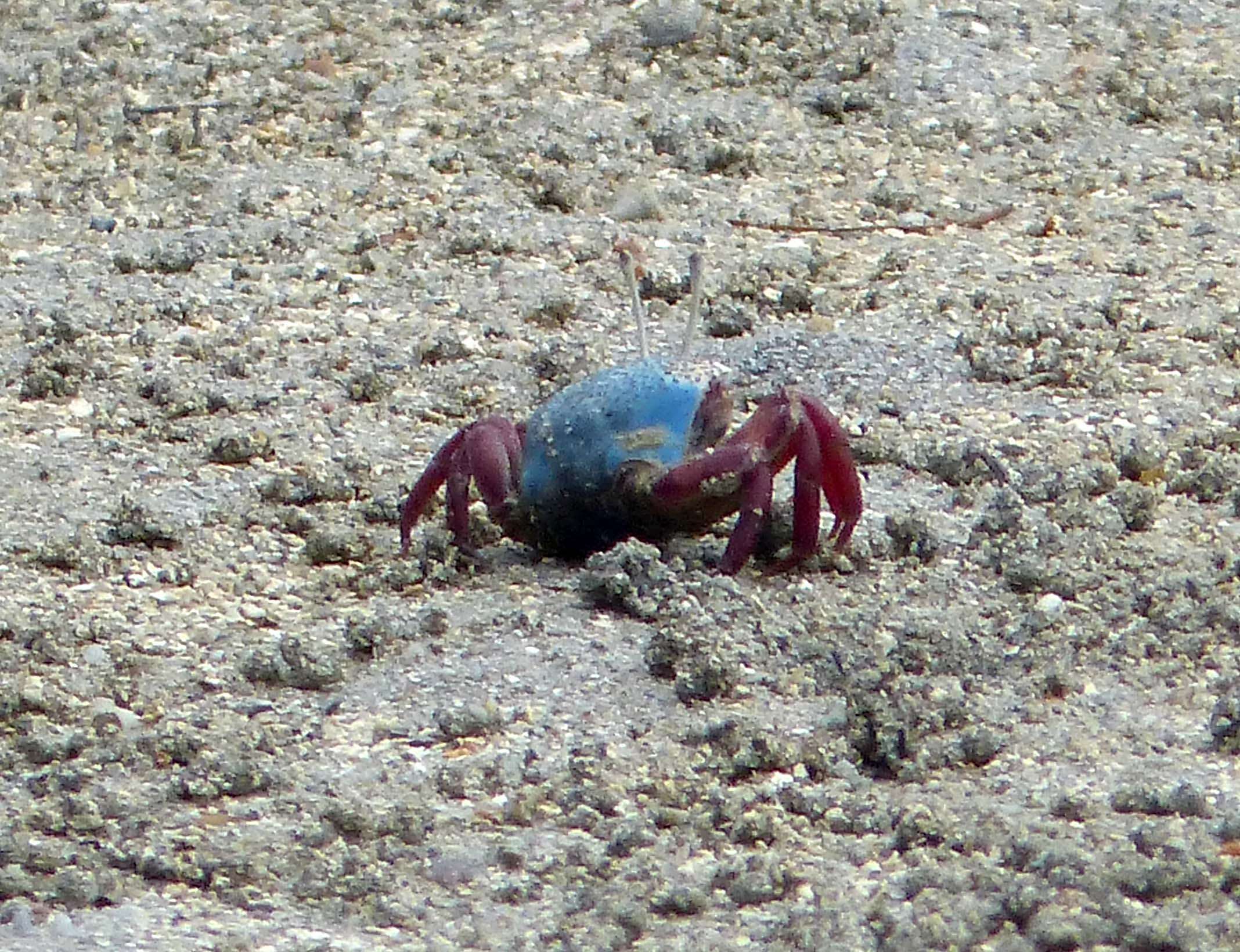 Image of Fiddler crab