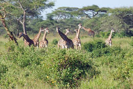 Image of Giraffe