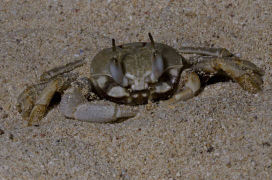 Image of Ghost crab