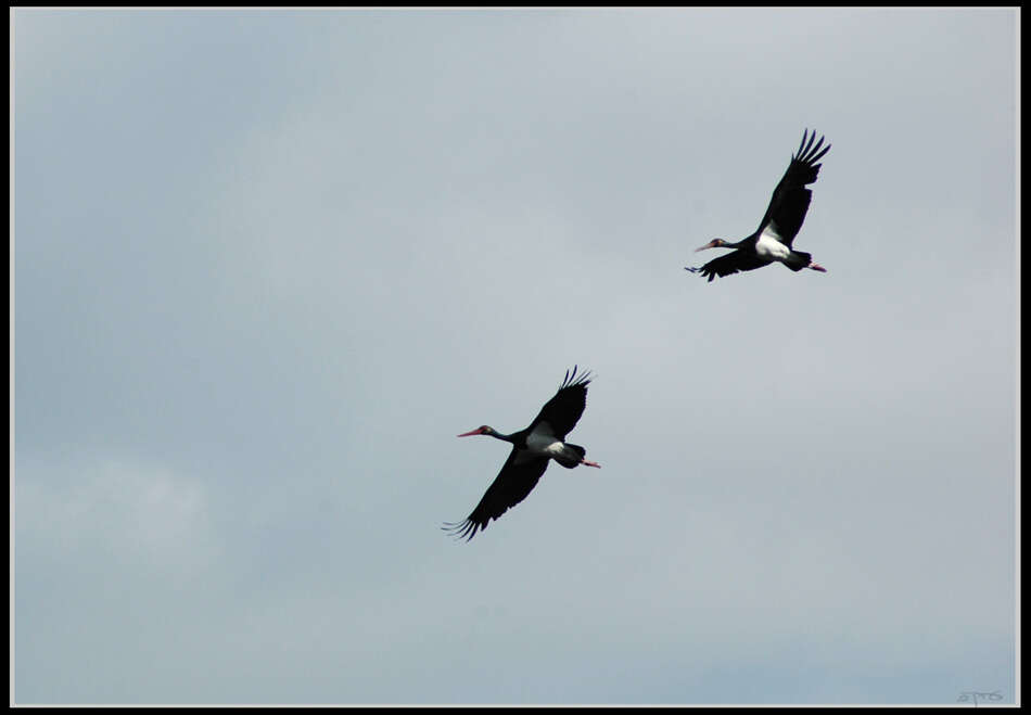 Image of Black Stork