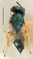 Image of Halticoptera