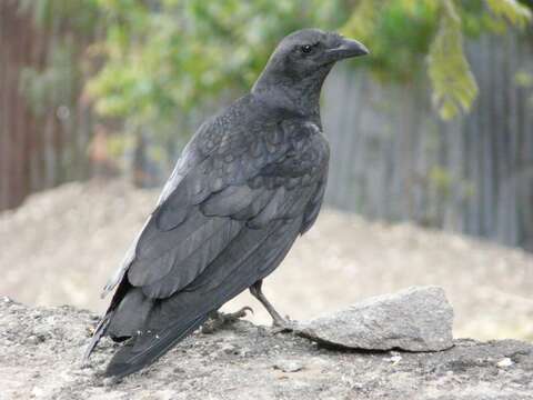 Imagem de Corvus rhipidurus Hartert 1918