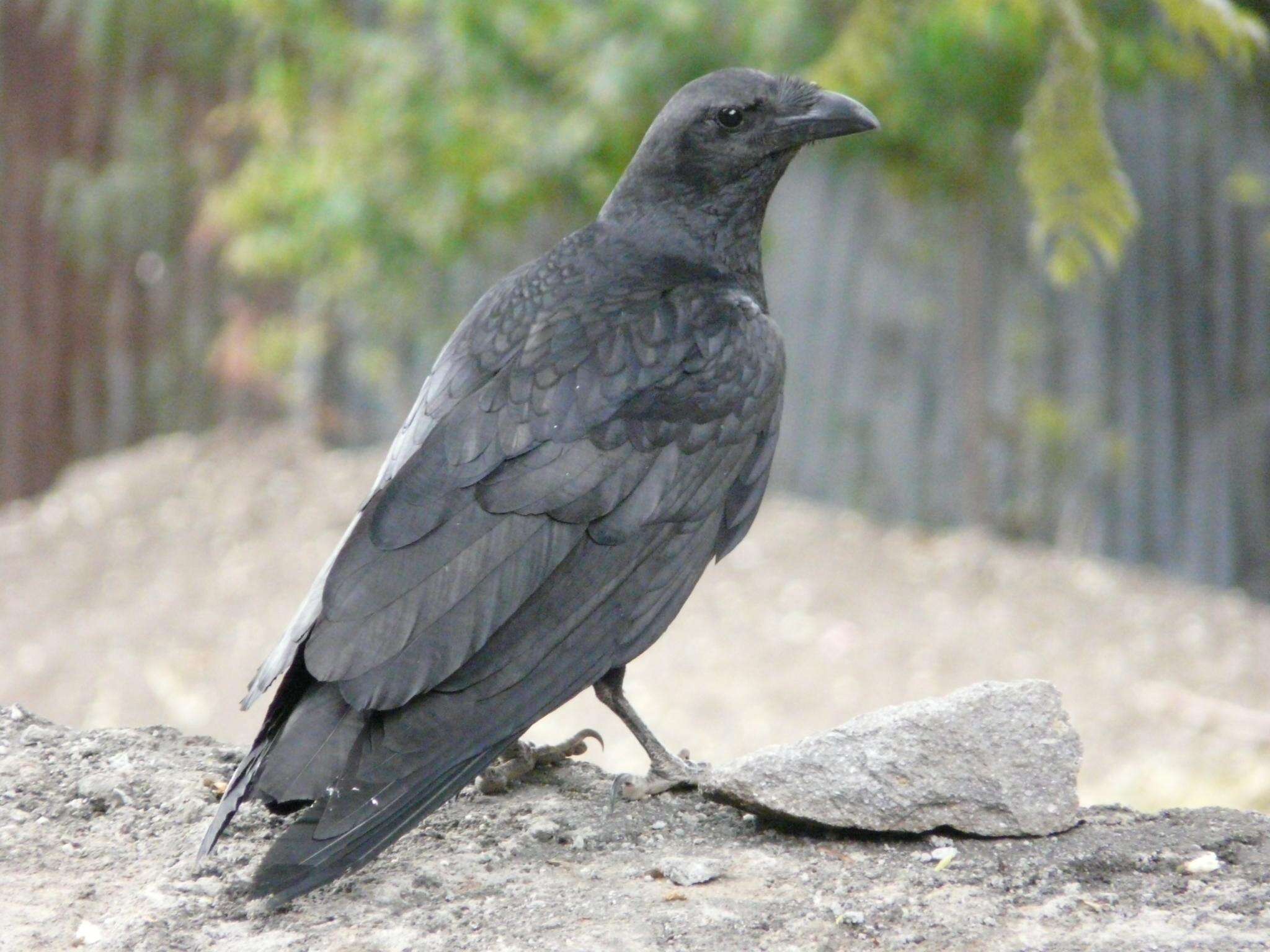 Слика од Corvus rhipidurus Hartert 1918