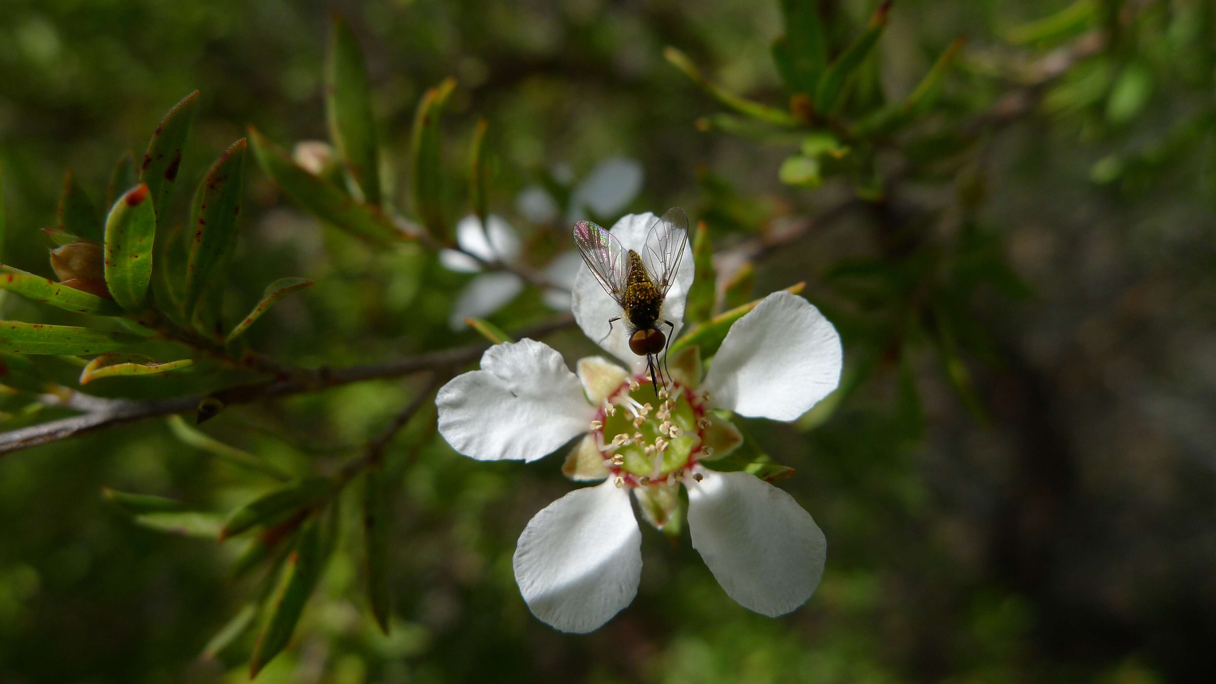 Image of bee flies