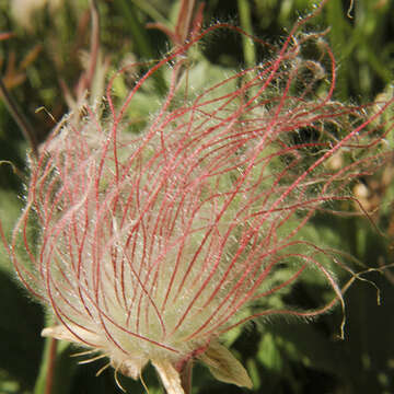 Image of old man's whiskers