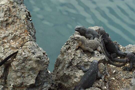 Image of marine iguana