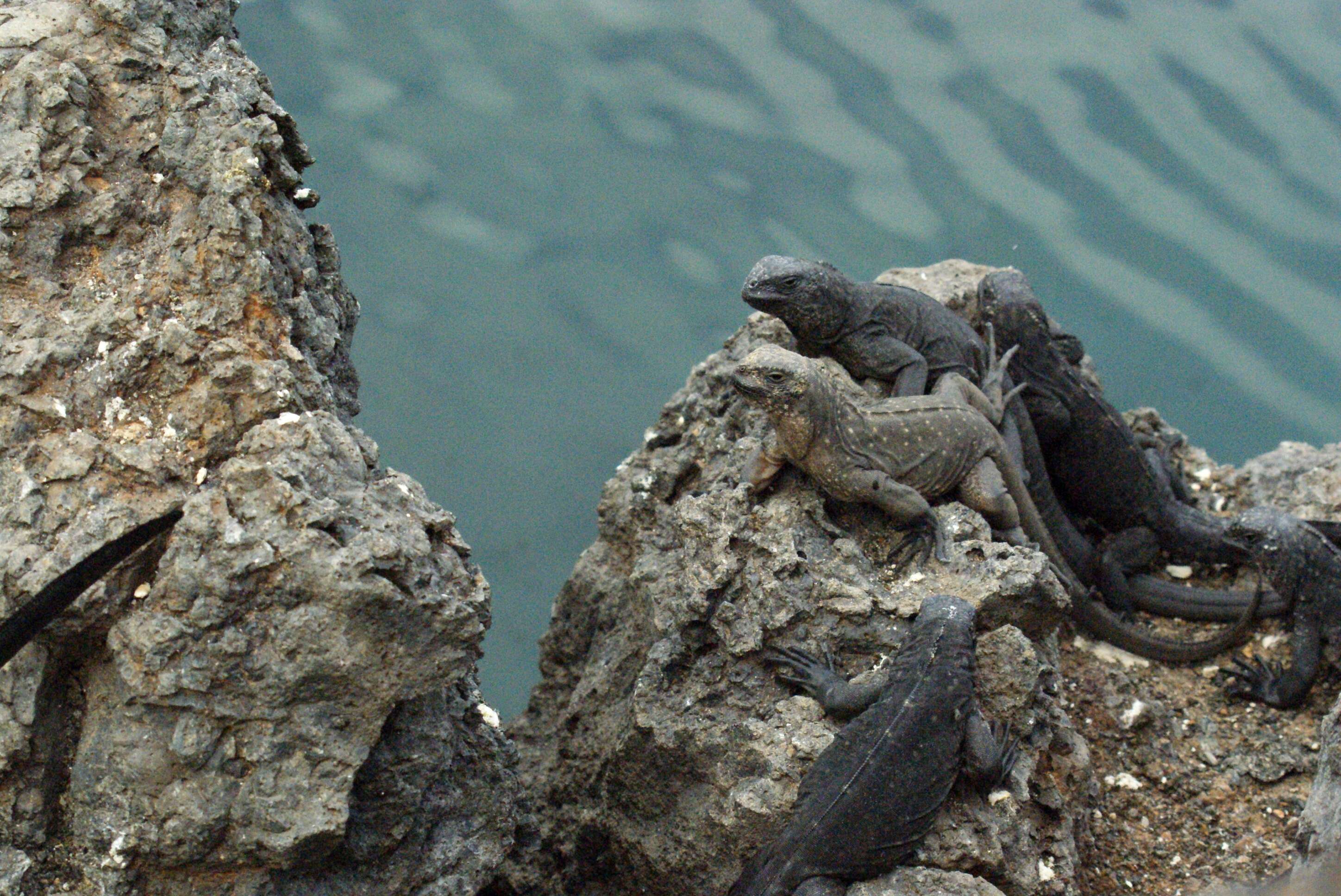 Image of marine iguana