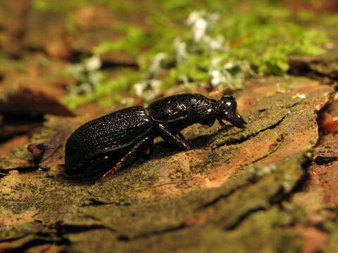 Sivun Ceruchus striatus Le Conte 1859 kuva